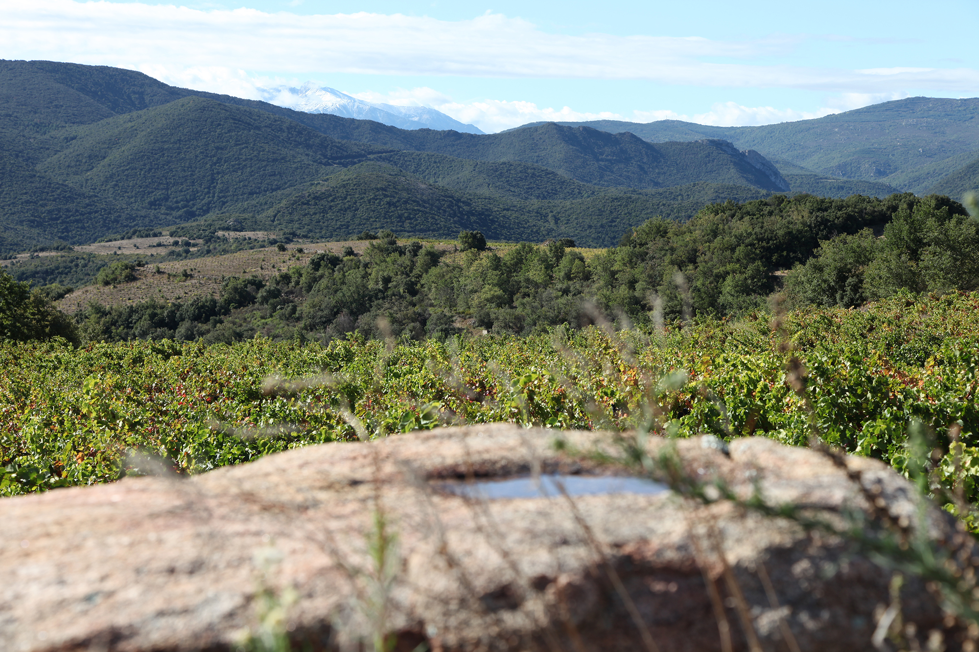 Maison Carrel photo des chais dégustation et assemblage vins